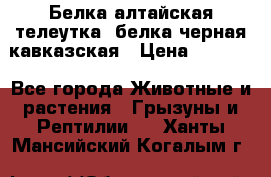 Белка алтайская телеутка, белка черная кавказская › Цена ­ 5 000 - Все города Животные и растения » Грызуны и Рептилии   . Ханты-Мансийский,Когалым г.